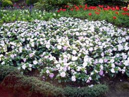 ブッチャート・ガーデンの花