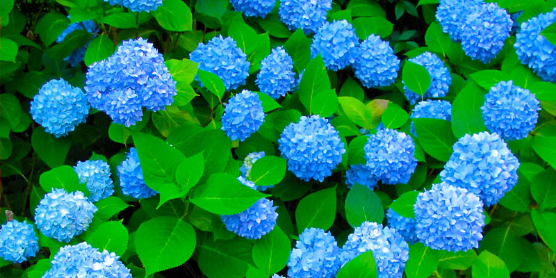 紫陽の花