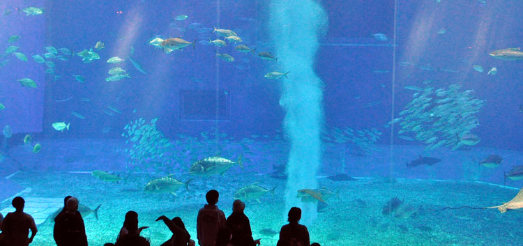 沖縄美ら海水族館