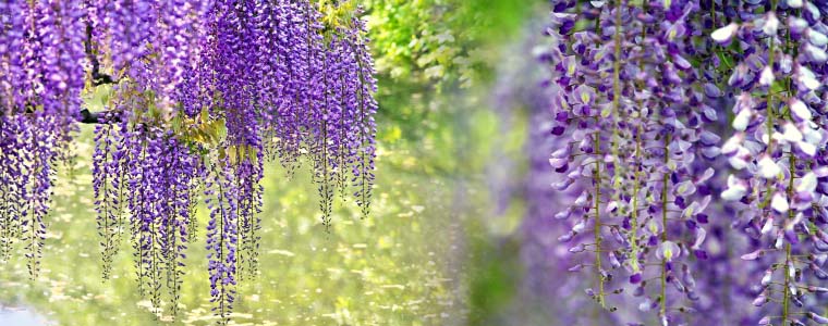 今月のコラム 藤の花