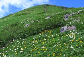 暑寒別岳の高山植物群(観光案内から)