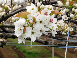 梨の花の開花