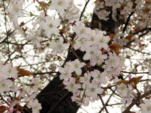 桜の開花