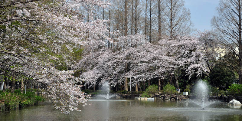 桜の花