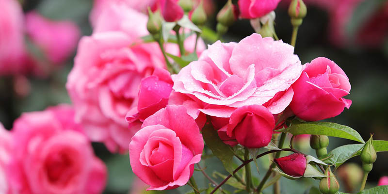 薔薇の花