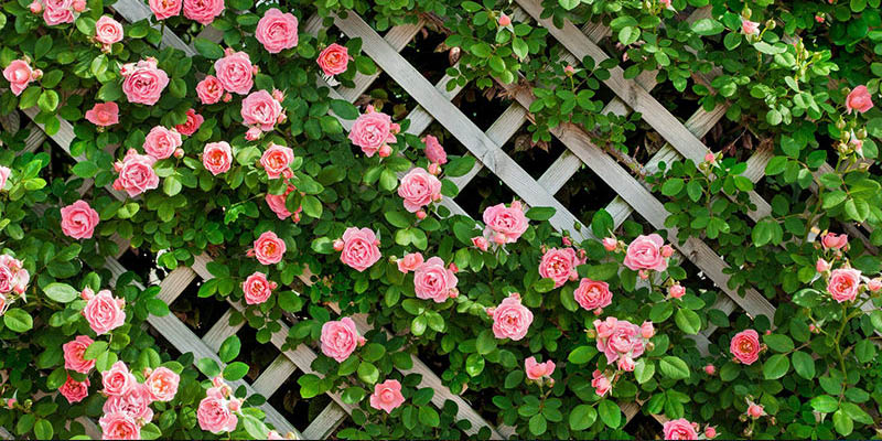 薔薇の花