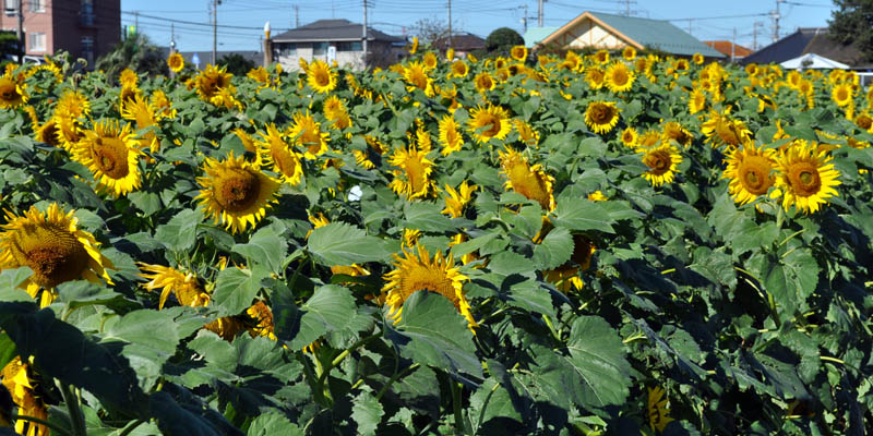 ひまわりの花